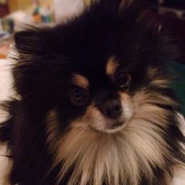 Kobe - Pomeranian