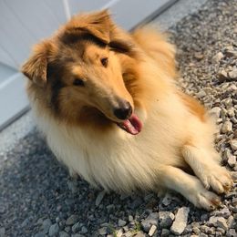Collies from Red Shed Puppies