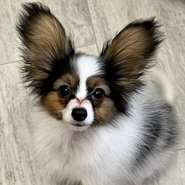 Papillon puppies from Deragon Papillons