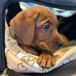 Prancer-Orange boy - Yellow male Labrador Retriever puppy in Twin Falls, Idaho from Whispering White Pines Labradors