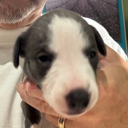 Isabella - Blue fawn female Whippet puppy in Katy, Texas from Texas Diamond Whippets