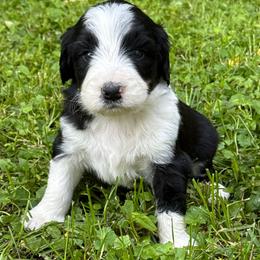 Duncan - Black and white male Aussiedoodle puppy in Churchville, New York from Bluebird Family Farm
