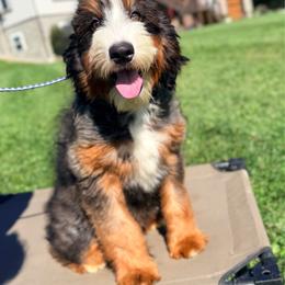 Beyoncé (3-level trained puppy) - Tri-color female Bernedoodle puppy in Dundee, Ohio from Down Home Doodle