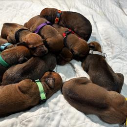 4 - Rd whtn blk nose male Rhodesian Ridgeback puppy in Carver, Massachusetts from Adwera Rhodesian Ridgebacks