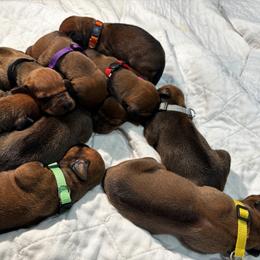 4 - Rd whtn blk nose male Rhodesian Ridgeback puppy in Carver, Massachusetts from Adwera Rhodesian Ridgebacks