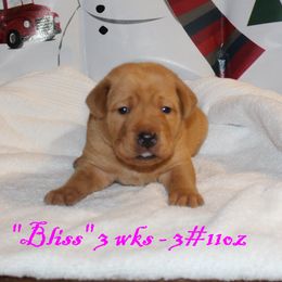 Labrador Retriever Puppies from Rainy Lake Labrador Retrievers