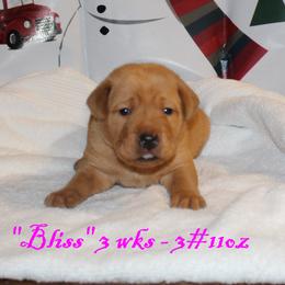 Labrador Retriever Puppies from Rainy Lake Labrador Retrievers