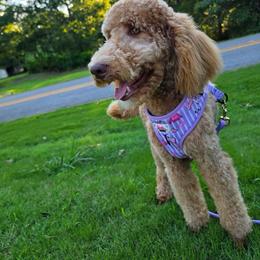 Izzy - Poodle