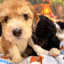 COMET - Red merle female Aussiedoodle puppy in Dickerson, Maryland from Pawsome Aussie Doodles and Oodles