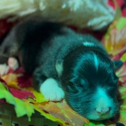 Jack - Black & white male Australian Shepherd puppy in Chaplin, Connecticut from Mystic Moon