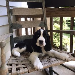 English Springer Spaniel Puppies from Georgia's Springers