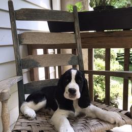 English Springer Spaniel Puppies from Georgia's Springers