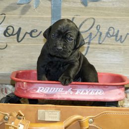 Bella - Black Cane Corso puppy in Lakewood, Colorado from Rosso Räk Kennels