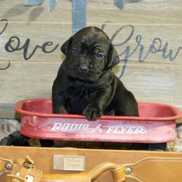 Bella - Black Cane Corso puppy in Lakewood, Colorado from Rosso Räk Kennels