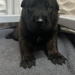 Orange - Red sable male Belgian Malinois puppy in Ellerbe, North Carolina from Grand Prix Kennel