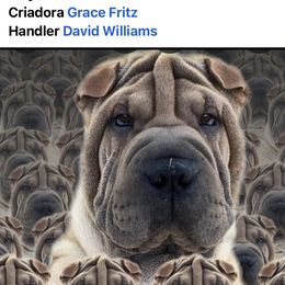 Nix - Chinese Shar-Pei