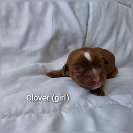 Clover - Ruby female Cavalier King Charles Spaniel puppy in Le Roy, New York from Heirloom Cavaliers