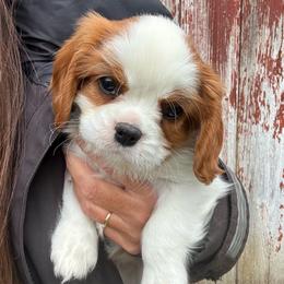 Benny - Blenheim male Cavalier King Charles Spaniel puppy in Tooele, Utah from Ikkes Cavaliers MRI cavaliers in Utah
