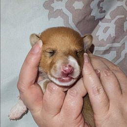 Denali - Sable and white male Collie puppy in Dickson, Tennessee from Ceilidh Collies