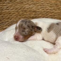 Monica - Dapple female Dachshund puppy in Sterling, Colorado from Country Chics Doxies