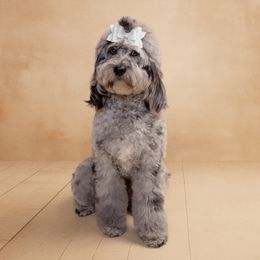 Karma - Australian Labradoodle