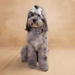 Karma - Australian Labradoodle