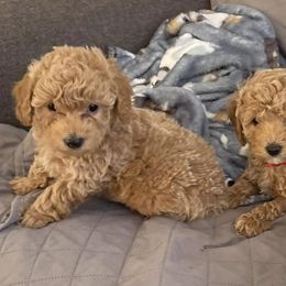 Poodles from Ruby D. Farms