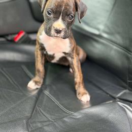 Girl 1 - Brindle female Boxer puppy in Prestonsburg, Kentucky from Diamond Standard Boxers
