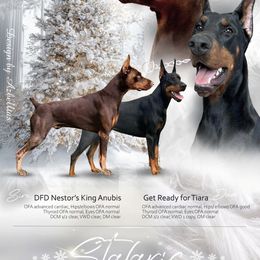 Doberman Pinscher puppies from Stalaris Dobermans