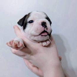 Baby Selûne - Brindle and white female Boston Terrier puppy in Kingsport, Tennessee from Sleepwalker Bostons