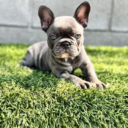 Brandy - Brindle female French Bulldog puppy in City Of Industry, California from Cert. Frenchies