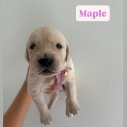 Golden Retriever Puppies from Pheasant Hollow Goldens