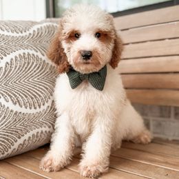 Tide - Parti male Goldendoodle puppy in Iola, Texas from Supreme Doodles of Texas