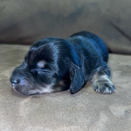 Walker (Russian lines) - Black and cream male Dachshund puppy in Goldthwaite, Texas from Mini Mama Dachshunds