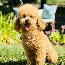 Bark - Poodle