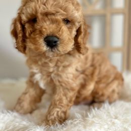 Cavapoo Puppies from Freckles Family Cavapoos