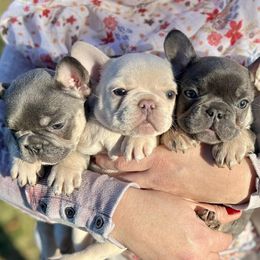 French Bulldogs from Blue Mountain Frenchies