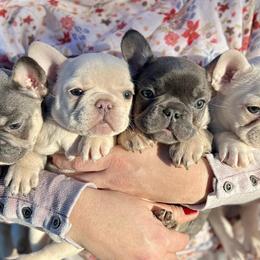 French Bulldogs from Blue Mountain Frenchies