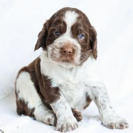 English Springer Spaniel puppies from Smokey Hollow Puppies
