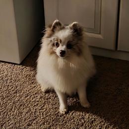 Jr - Pomeranian