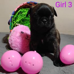 Boy 3 - Companion Cross puppy in Sulligent, Alabama from Easter Pugs & Bugs