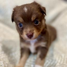 Leo - Red tri male Toy Australian Shepherd puppy in Miami, Oklahoma from HighEnd Aussies