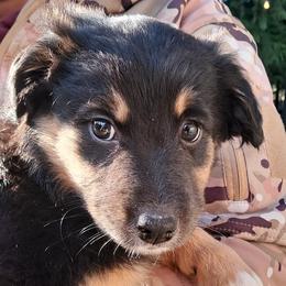 Kelsey - Black tri-color female Australian Shepherd puppy in Darrington, Washington from Cart River Aussies