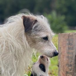 Parson Russell Terrier Puppies from Deep Creek Welsh Farm