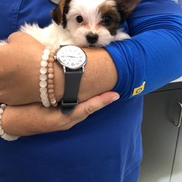 Yorkshire Terrier Puppies from Jackie Jenny’s Precious Yorkies