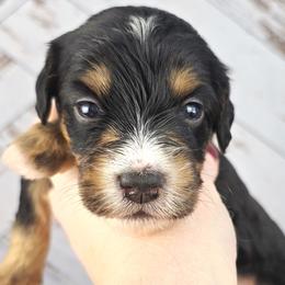 Aussiedoodles, Australian Mountain Doodles, French Bulldogs, and Poodles from The Kindred K9