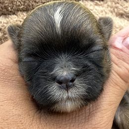 Will - Liver male Shih Tzu puppy in West Palm Beach, Florida from Must Be Love