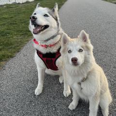 Siberian Husky Puppies from Young Orchard Siberians