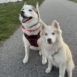 Siberian Husky Puppies from Young Orchard Siberians