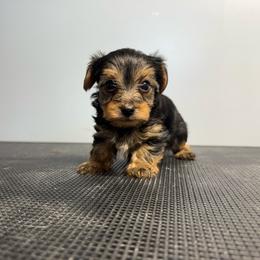 Wally - Black and tan male Yorkshire Terrier puppy in Knoxville, Tennessee from Rainbow Bliss Yorkies